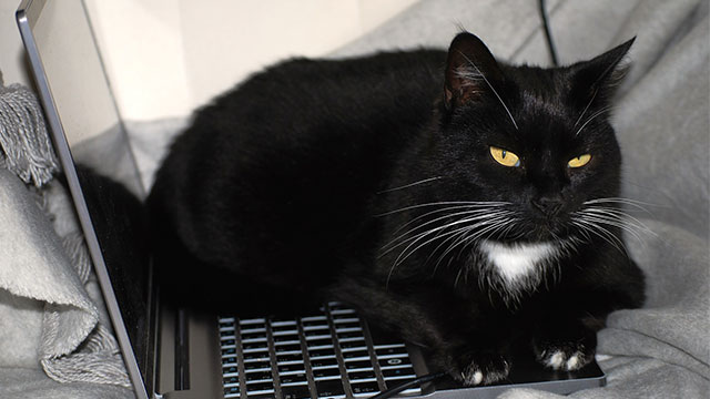 Tierhalterinfos_Allgemein_640x360_2