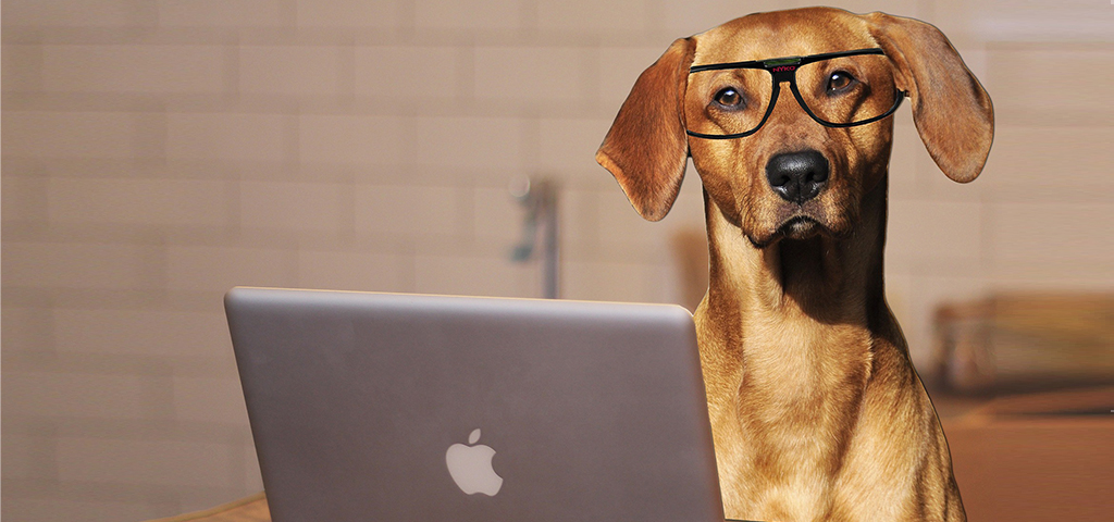 Tierhalterinfos_Header_1024x480_2