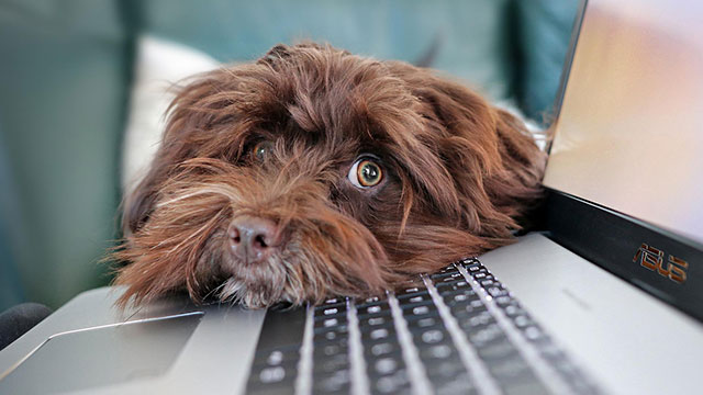 Tierhalterinfos_Hunde_640x360_2