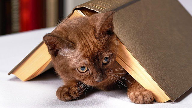 Tierhalterinfos_Katzen_640x360_2