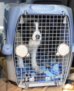 dog-333483_1920