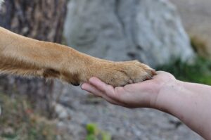 paw-548634_1920
